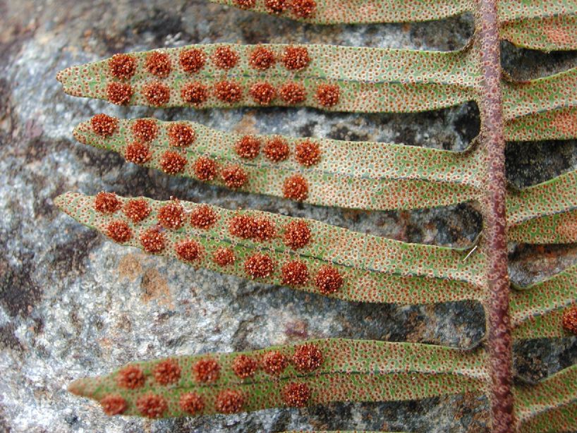 Polypodiaceae Pleopeltis myriolepis